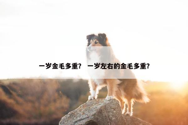 一岁金毛多重？ 一岁左右的金毛多重？