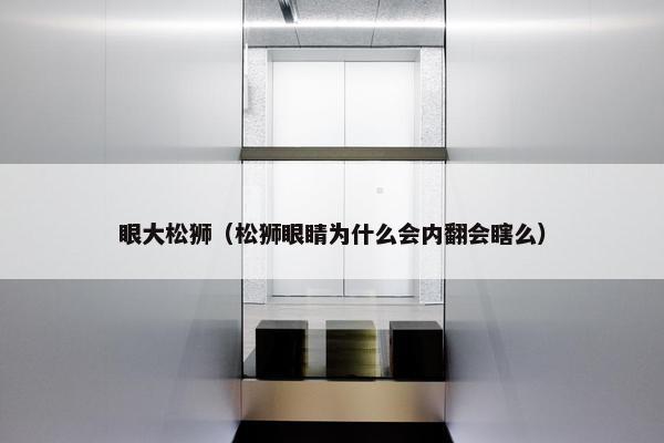 眼大松狮（松狮眼睛为什么会内翻会瞎么）