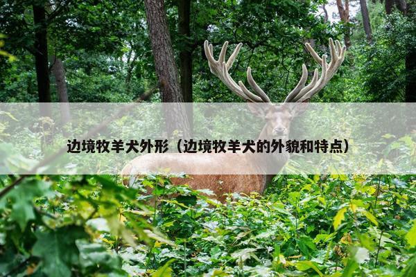 边境牧羊犬外形（边境牧羊犬的外貌和特点）