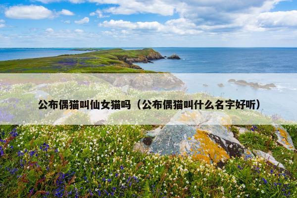 公布偶猫叫仙女猫吗（公布偶猫叫什么名字好听）