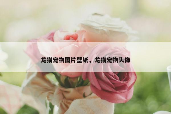 龙猫宠物图片壁纸，龙猫宠物头像