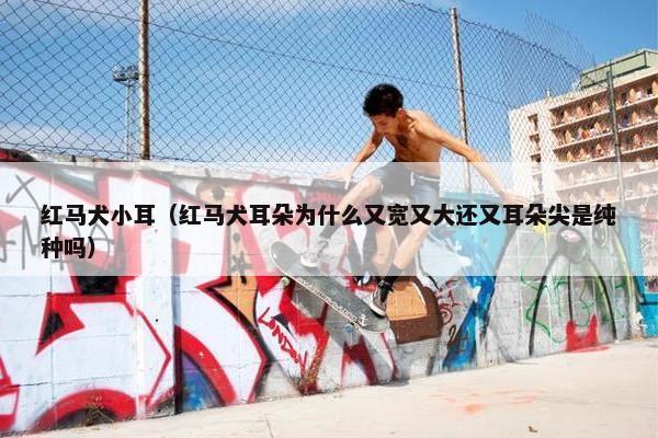 红马犬小耳（红马犬耳朵为什么又宽又大还又耳朵尖是纯种吗）