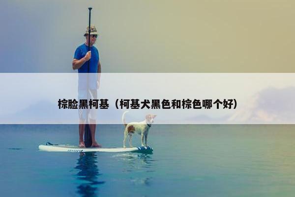 棕脸黑柯基（柯基犬黑色和棕色哪个好）