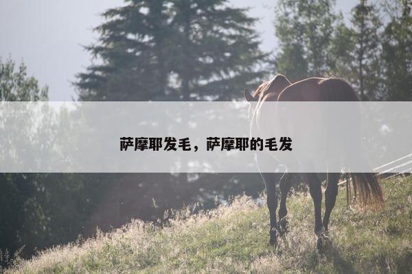 萨摩耶发毛，萨摩耶的毛发