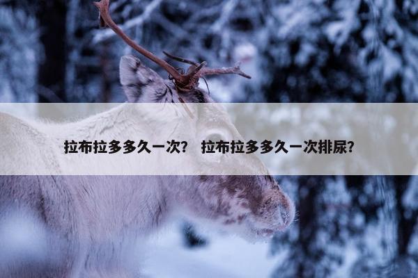 拉布拉多多久一次？ 拉布拉多多久一次排尿？