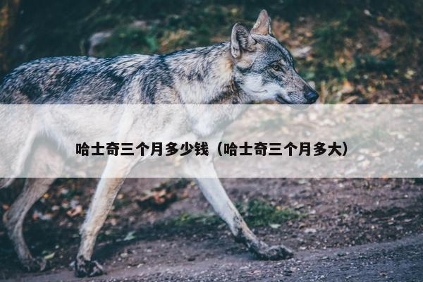 哈士奇三个月多少钱（哈士奇三个月多大）