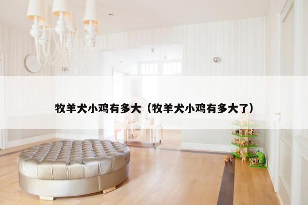 牧羊犬小鸡有多大（牧羊犬小鸡有多大了）