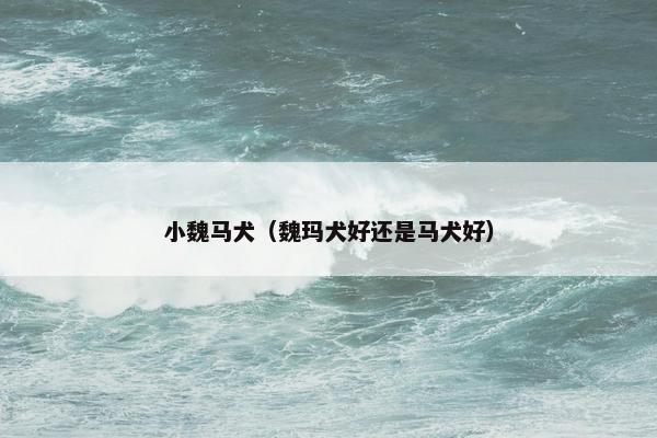 小魏马犬（魏玛犬好还是马犬好）