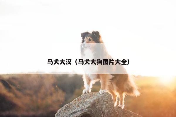 马犬大汉（马犬大狗图片大全）