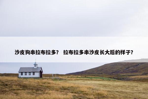 沙皮狗串拉布拉多？ 拉布拉多串沙皮长大后的样子？