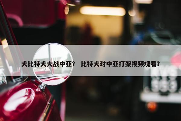犬比特犬大战中亚？ 比特犬对中亚打架视频观看？