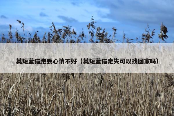 英短蓝猫跑丢心情不好（英短蓝猫走失可以找回家吗）