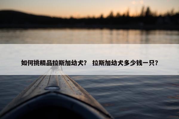 如何挑精品拉斯加幼犬？ 拉斯加幼犬多少钱一只？