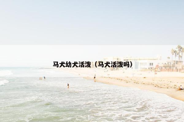 马犬幼犬活泼（马犬活泼吗）