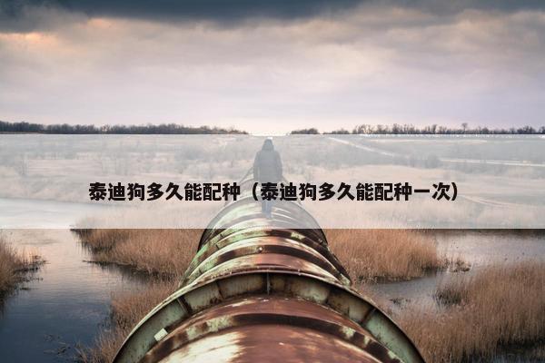 泰迪狗多久能配种（泰迪狗多久能配种一次）