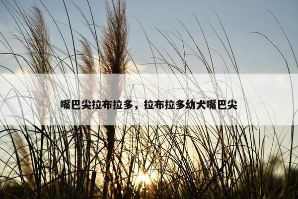 嘴巴尖拉布拉多，拉布拉多幼犬嘴巴尖