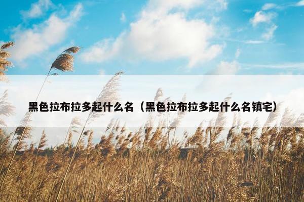 黑色拉布拉多起什么名（黑色拉布拉多起什么名镇宅）