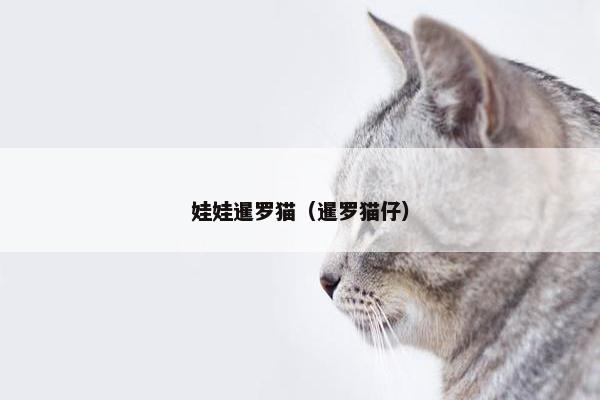 娃娃暹罗猫（暹罗猫仔）