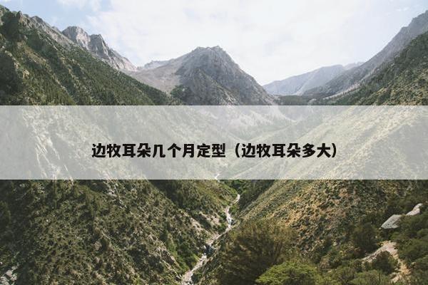 边牧耳朵几个月定型（边牧耳朵多大）