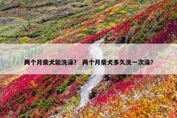 两个月柴犬能洗澡？ 两个月柴犬多久洗一次澡？