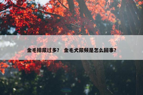 金毛排尿过多？ 金毛犬尿频是怎么回事？