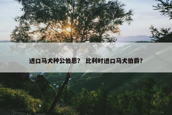 进口马犬种公伯恩？ 比利时进口马犬伯爵？