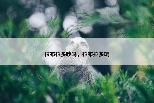 拉布拉多吵吗，拉布拉多玩