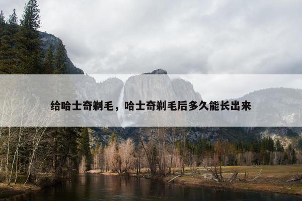 给哈士奇剃毛，哈士奇剃毛后多久能长出来