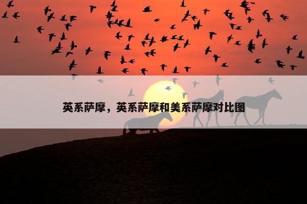 英系萨摩，英系萨摩和美系萨摩对比图