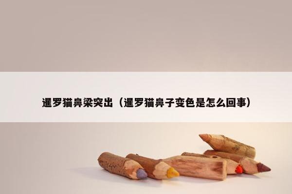 暹罗猫鼻梁突出（暹罗猫鼻子变色是怎么回事）