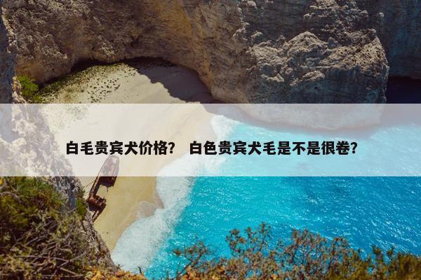 白毛贵宾犬价格？ 白色贵宾犬毛是不是很卷？