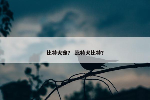比特犬宠？ 比特犬比特？