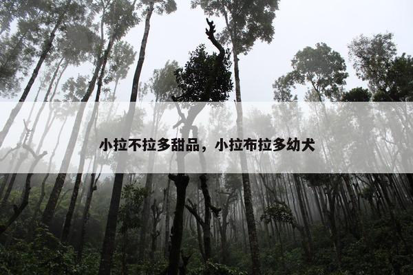 小拉不拉多甜品，小拉布拉多幼犬