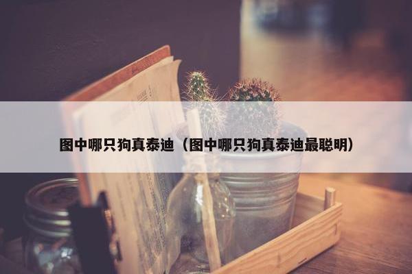 图中哪只狗真泰迪（图中哪只狗真泰迪最聪明）