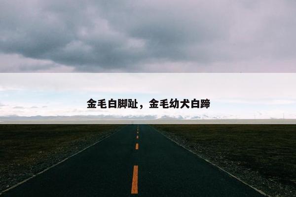 金毛白脚趾，金毛幼犬白蹄