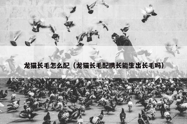 龙猫长毛怎么配（龙猫长毛配携长能生出长毛吗）