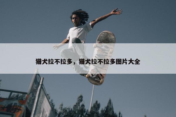 猎犬拉不拉多，猎犬拉不拉多图片大全