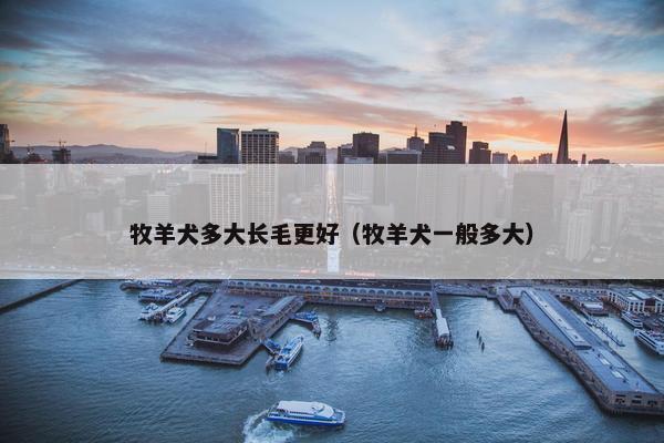 牧羊犬多大长毛更好（牧羊犬一般多大）