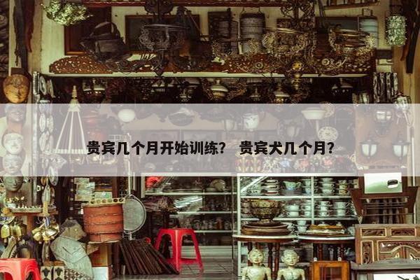 贵宾几个月开始训练？ 贵宾犬几个月？