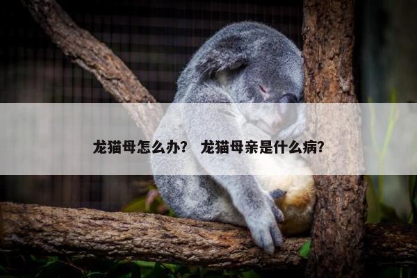 龙猫母怎么办？ 龙猫母亲是什么病？