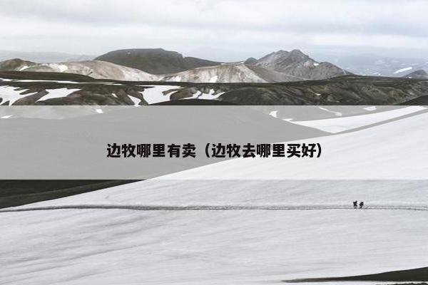边牧哪里有卖（边牧去哪里买好）