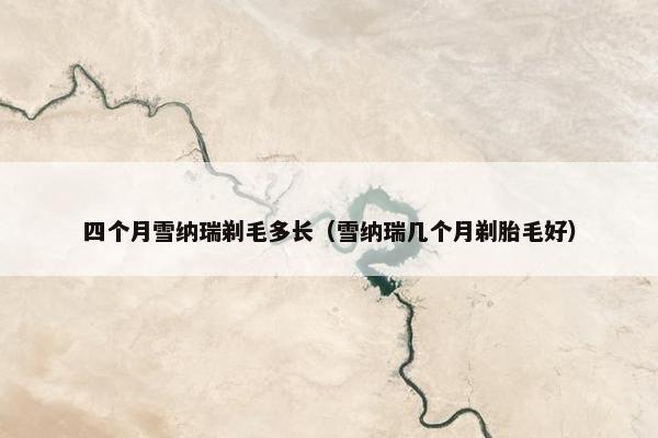 四个月雪纳瑞剃毛多长（雪纳瑞几个月剃胎毛好）