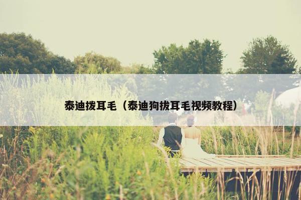 泰迪拨耳毛（泰迪狗拔耳毛视频教程）
