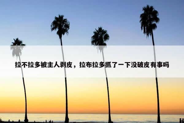 拉不拉多被主人剥皮，拉布拉多抓了一下没破皮有事吗