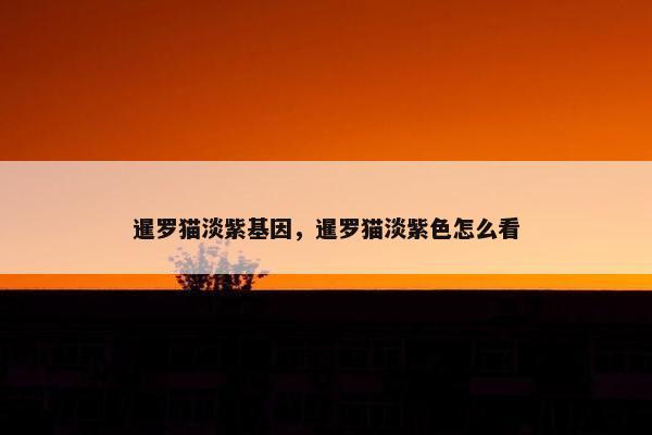 暹罗猫淡紫基因，暹罗猫淡紫色怎么看
