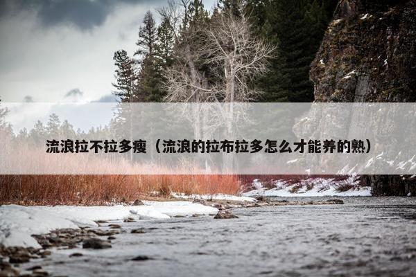 流浪拉不拉多瘦（流浪的拉布拉多怎么才能养的熟）