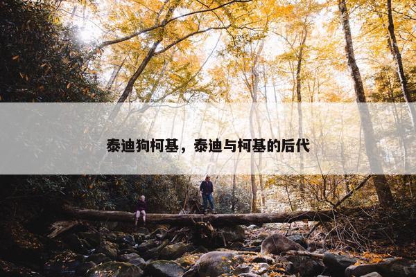 泰迪狗柯基，泰迪与柯基的后代