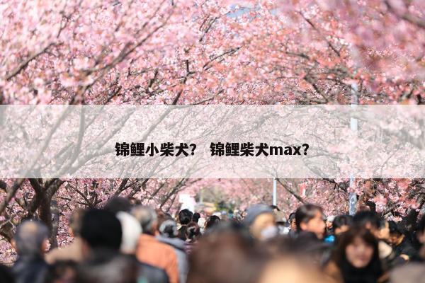锦鲤小柴犬？ 锦鲤柴犬max？