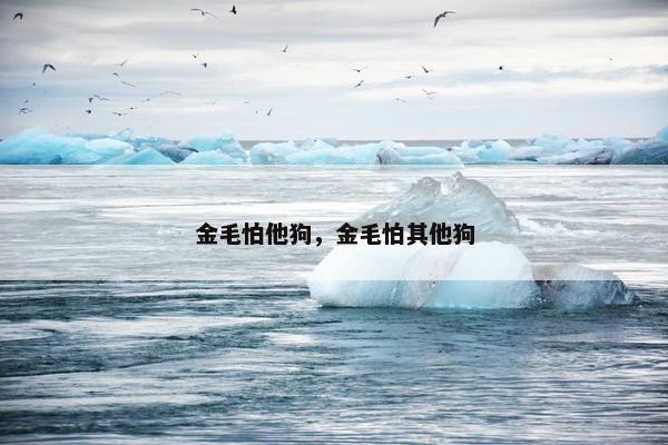 金毛怕他狗，金毛怕其他狗