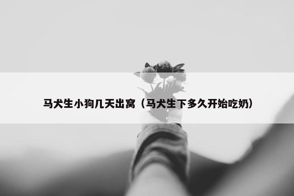 马犬生小狗几天出窝（马犬生下多久开始吃奶）